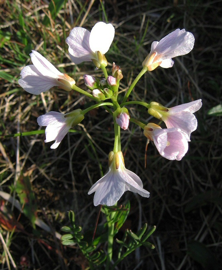 Image of Cardamine pratensis ssp. angustifolia specimen.