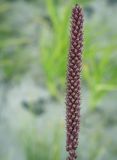 Plantago uliginosa. Соплодие. Ханты-Мансийский автономный округ — Югра, Октябрьский р-н, сельское поселение Курымкары, окр. пос. Горнореченск, правый берег р. Обь. 03.09.2022.