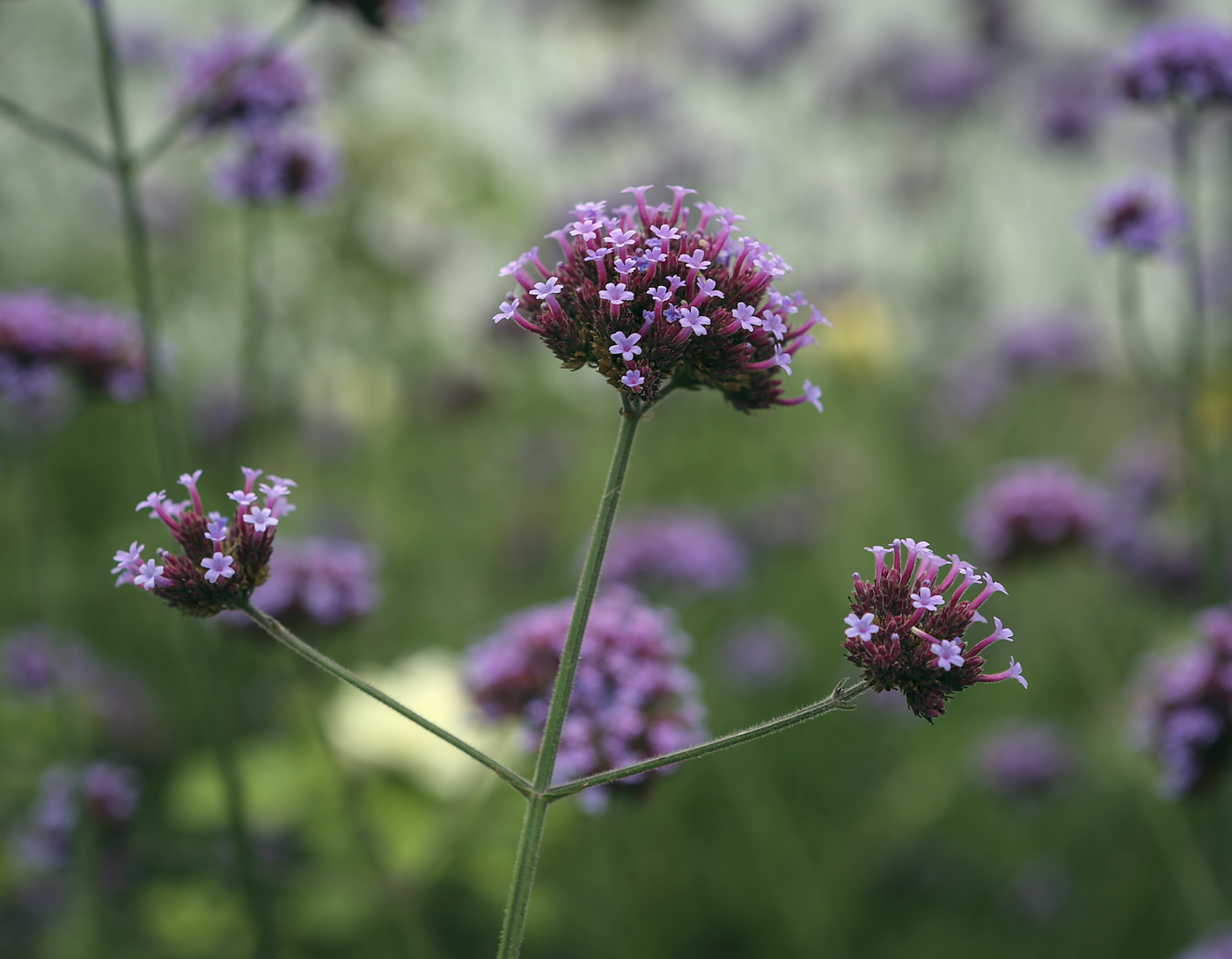 Изображение особи Verbena bonariensis.