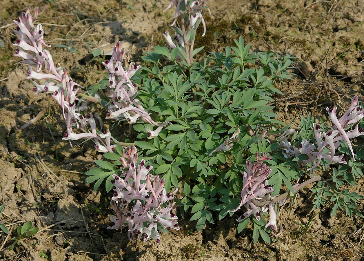 Изображение особи Corydalis schanginii.