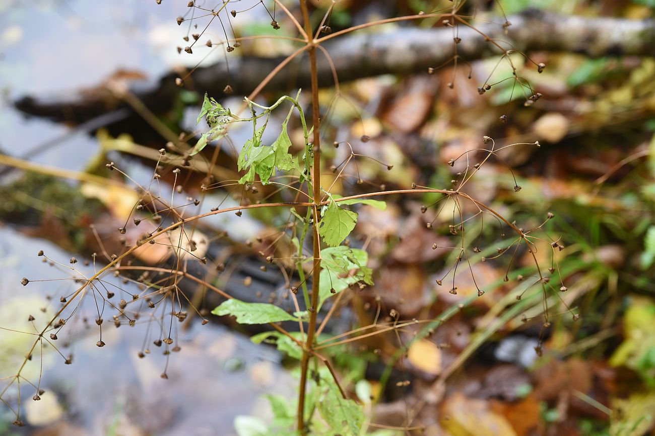 Image of Alisma plantago-aquatica specimen.