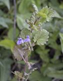 Glechoma hederacea. Верхушка цветущего растения. Пермский край, Кунгурский р-н, правый берег р. Сылва, ур. Камень Ермак, крутой склон, берёзово-сосновый лес, опушка. 04.06.2022.