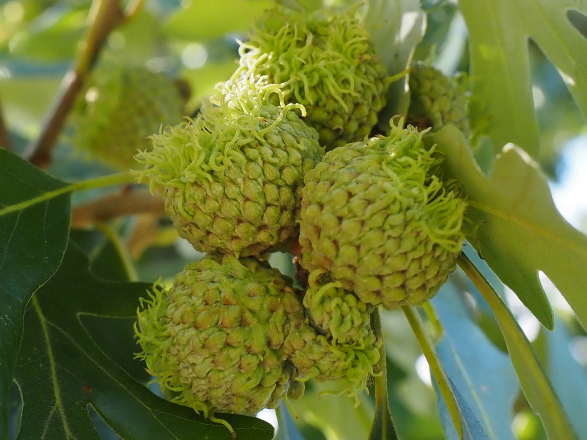 Image of Quercus macrocarpa specimen.
