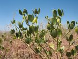 Zygophyllum fabago подвид orientale. Верхушка плодоносящего растения. Южный Казахстан, вост. предгорья хр. Сырдарьинский Каратау, Закаратауская равнина (возвышенность), сев. побережье оз. Ащиколь, прибрежная зона, пестроцветы. 26 июня 2022 г.