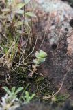 Rhodiola rosea