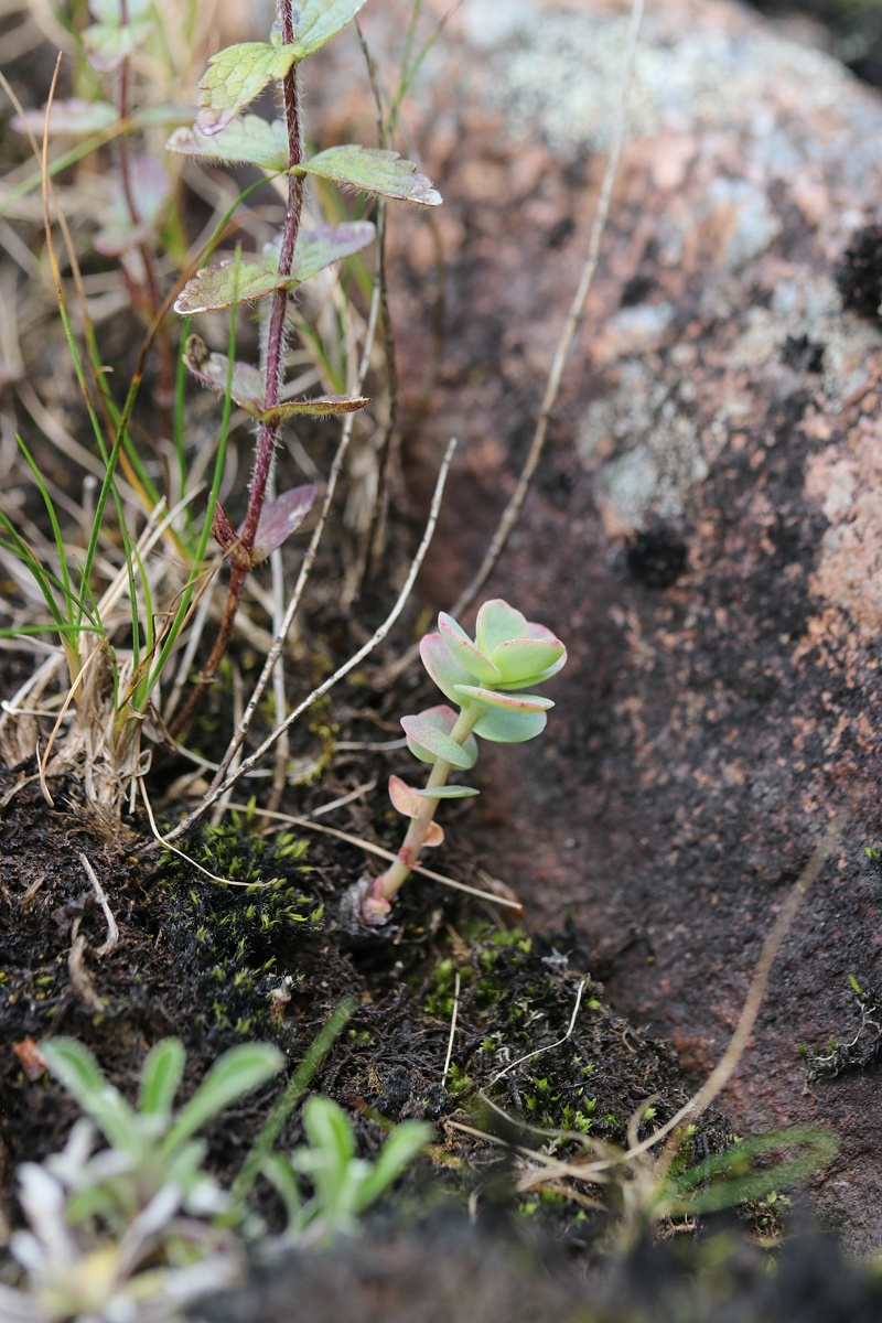 Image of Rhodiola rosea specimen.