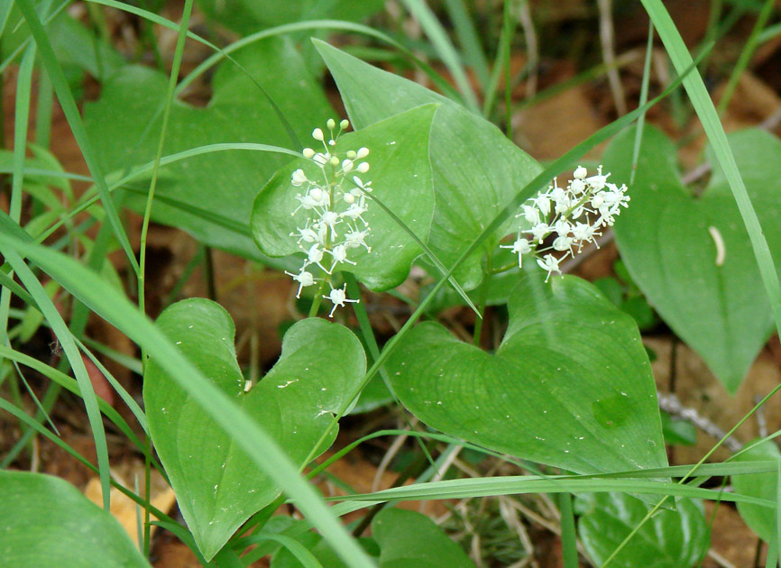 Изображение особи Maianthemum bifolium.