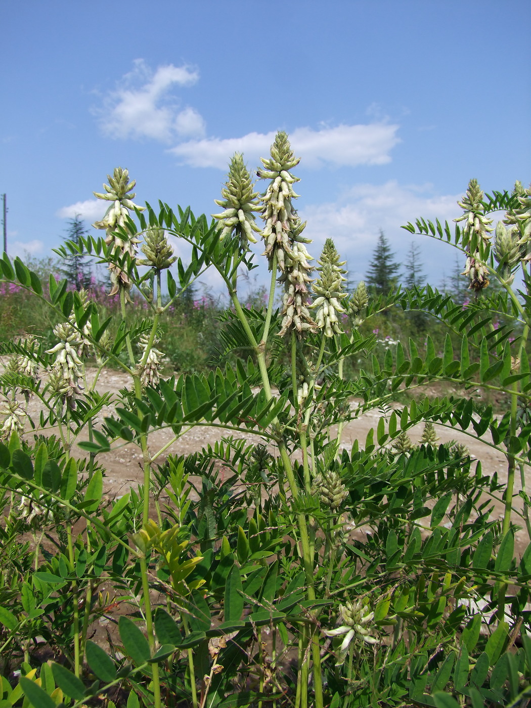 Изображение особи Astragalus uliginosus.