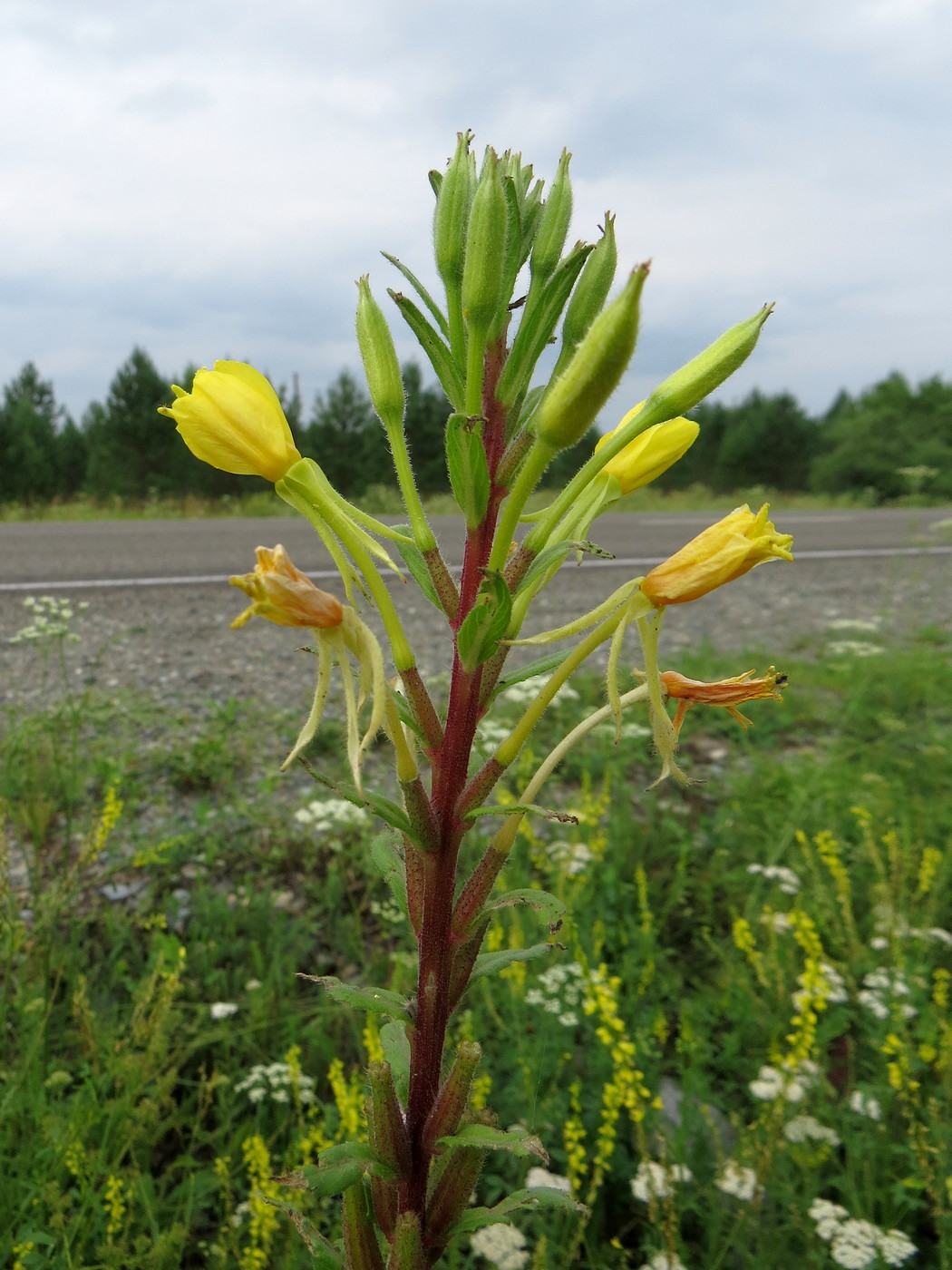 Image of Oenothera rubricaulis specimen.