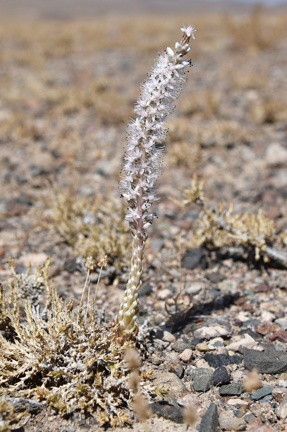 Изображение особи Orostachys thyrsiflora.