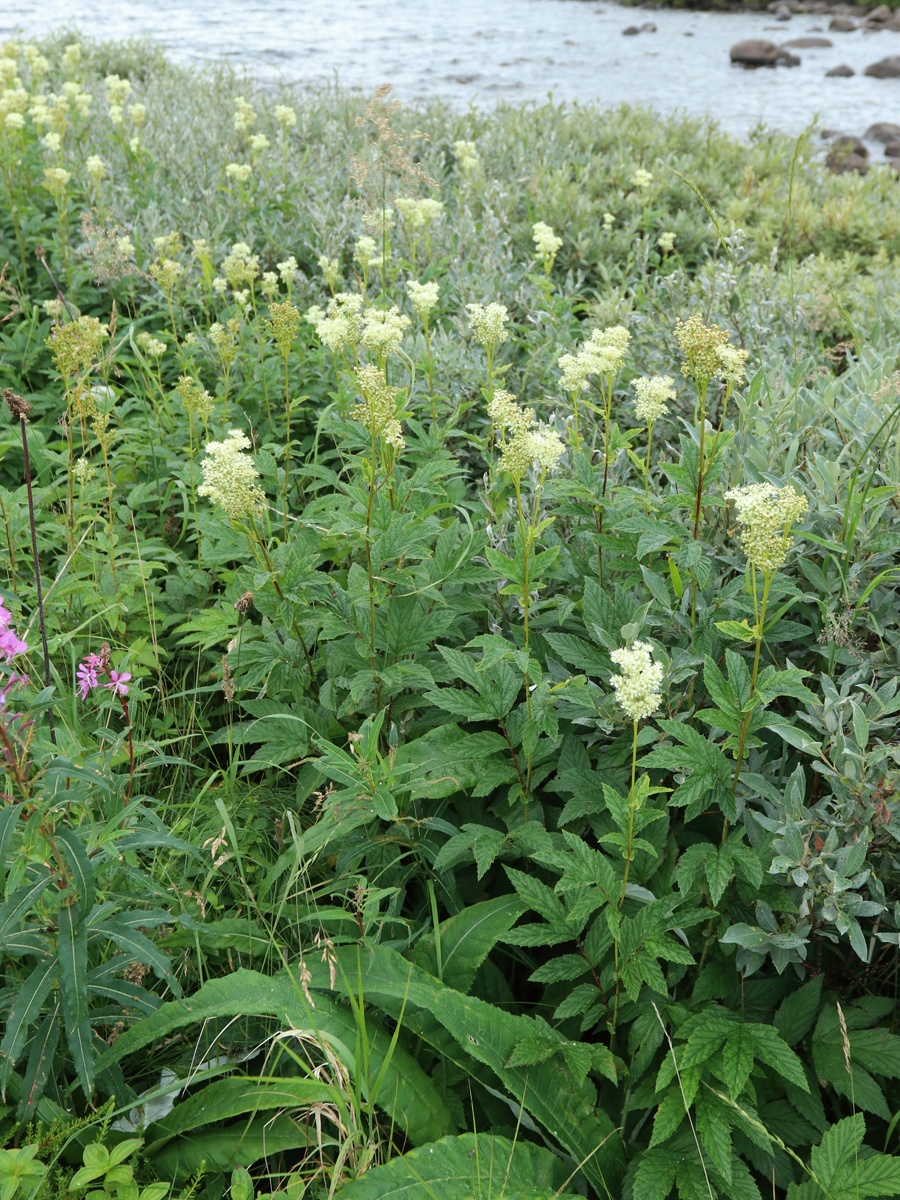 Image of Filipendula ulmaria specimen.