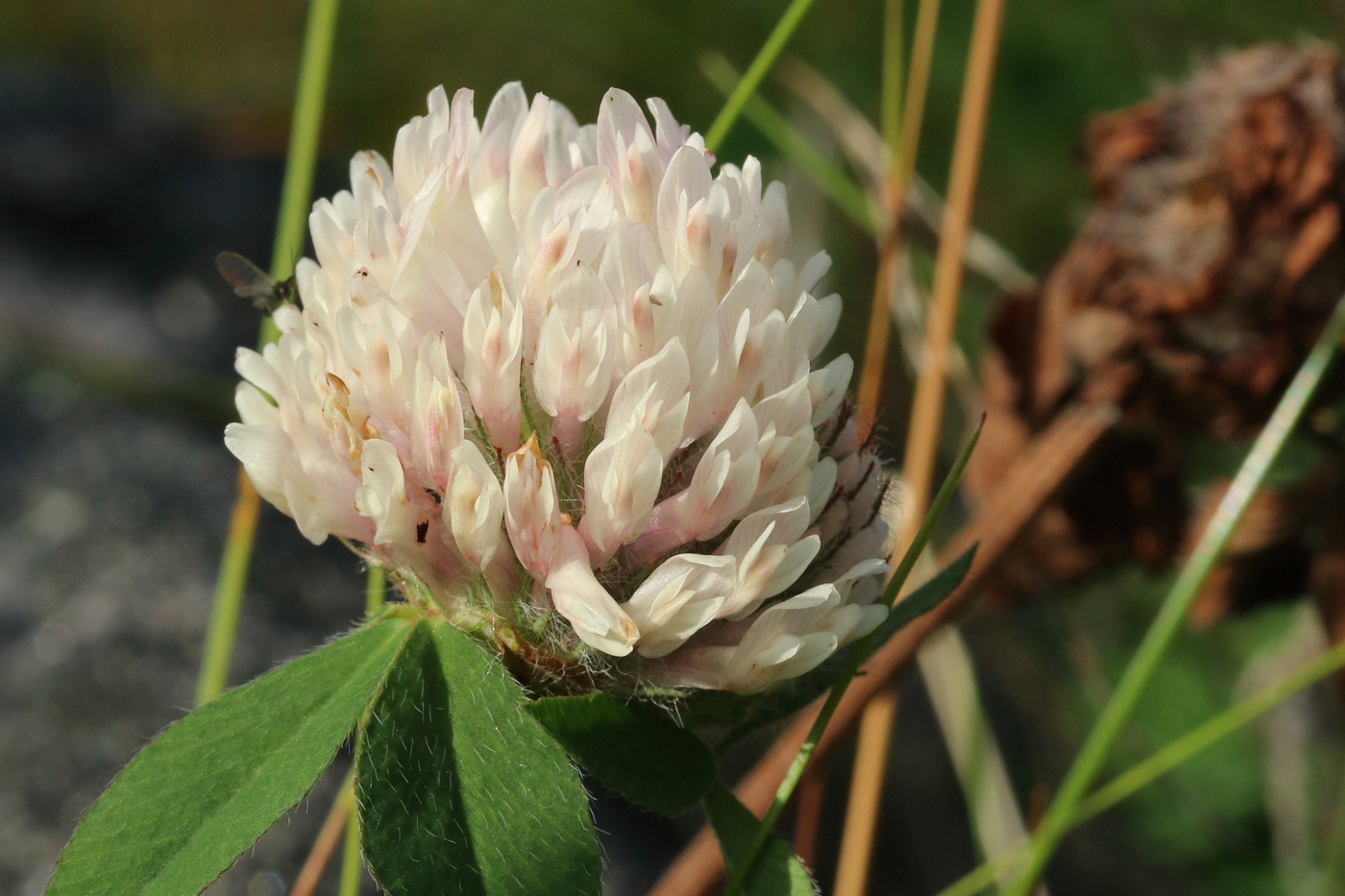 Изображение особи Trifolium pratense.