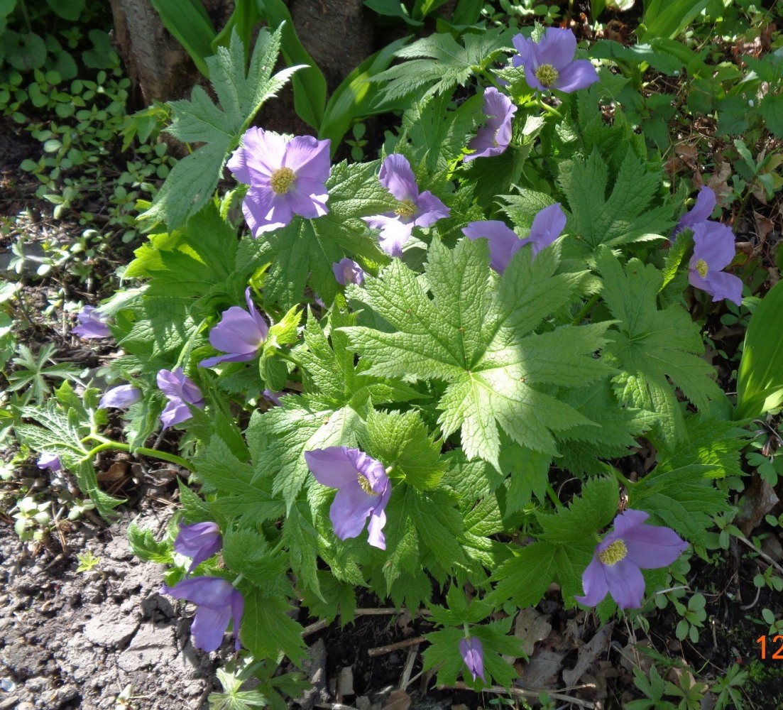 Image of Glaucidium palmatum specimen.