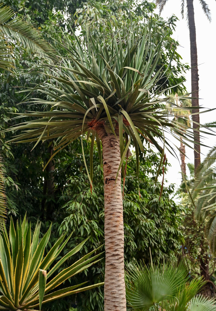 Image of Dracaena arborea specimen.