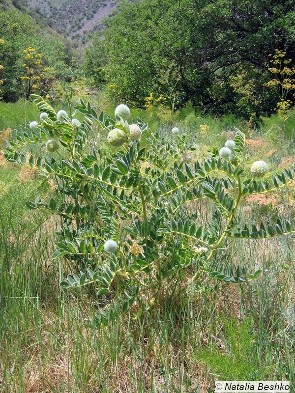 Изображение особи Astragalus eximius.