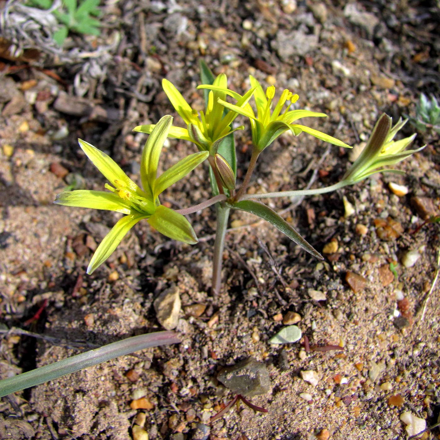 Image of Gagea fedtschenkoana specimen.