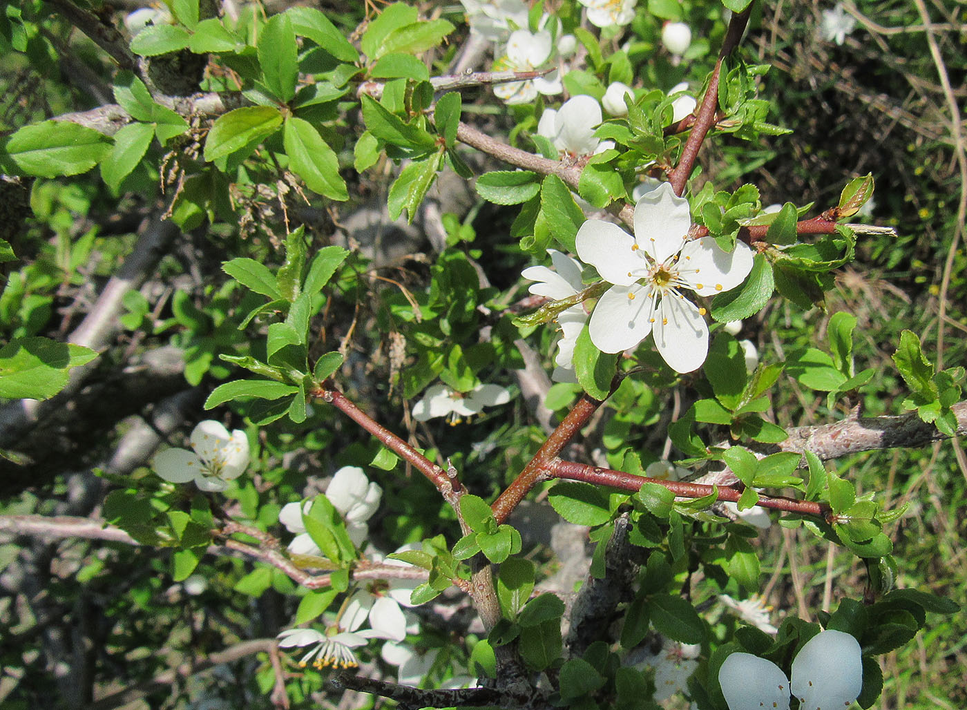 Изображение особи Malus sieversii.