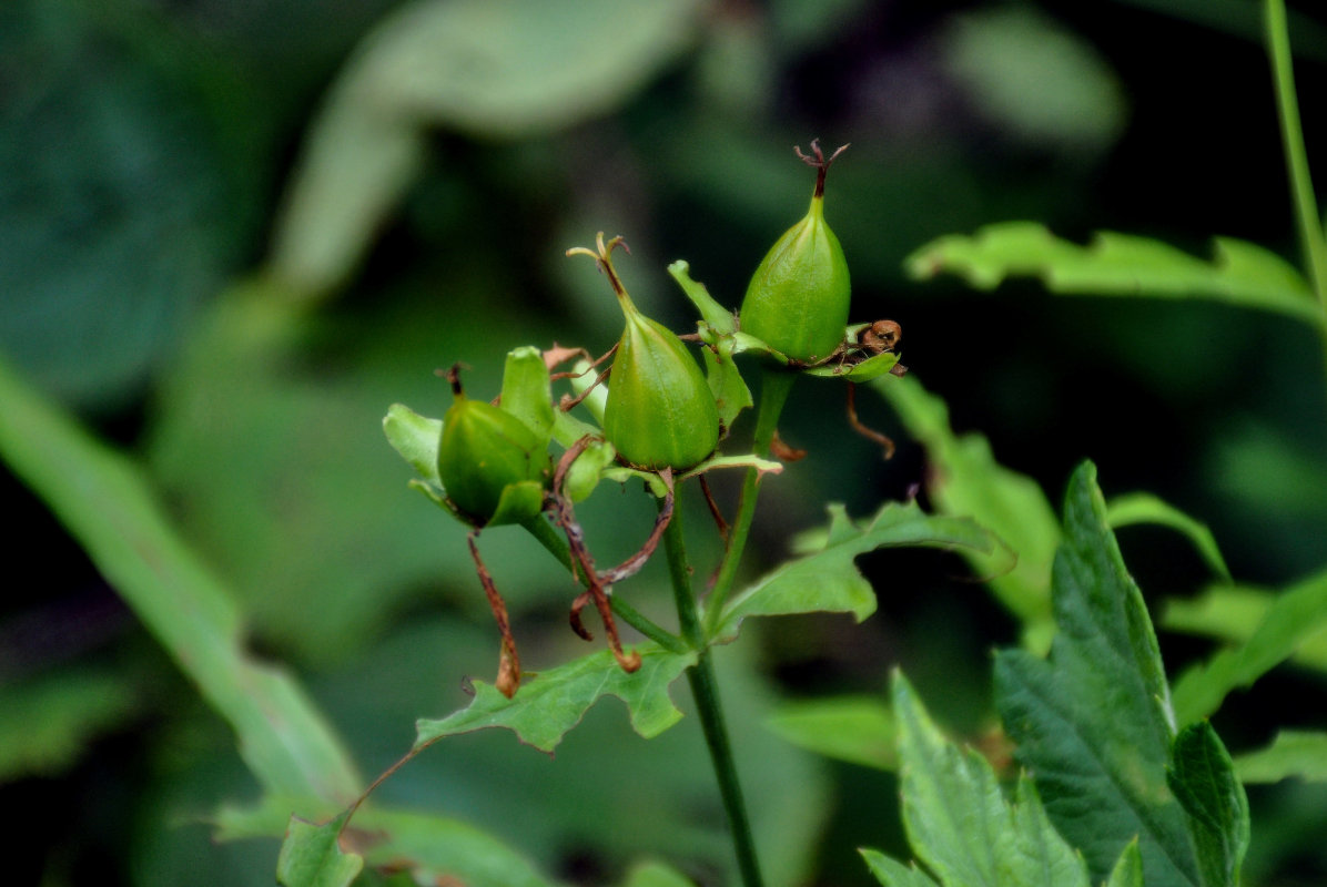 Image of Hypericum gebleri specimen.