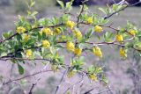 Berberis integerrima