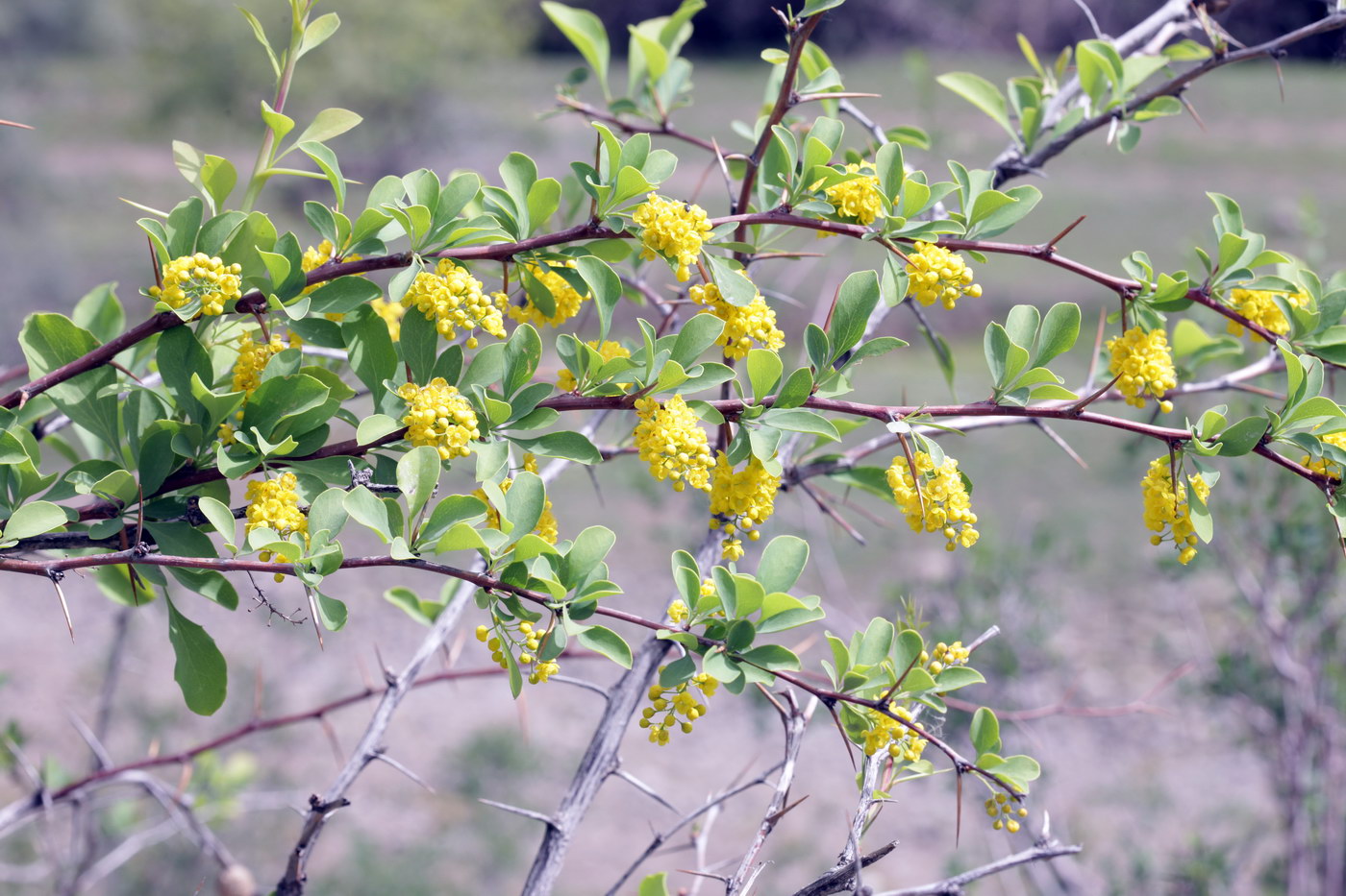 Изображение особи Berberis integerrima.