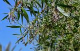 Acacia saligna. Верхушка ветви с плодами. Египет, мухафаза Эль-Гиза, оазис Бахария, в культуре. 30.04.2023.