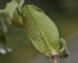 Cerastium holosteoides. Лист (вид на абаксиальную поверхность). Приморский край, г. Владивосток, о. Русский, кампус ДВФУ. 03.06.2023.