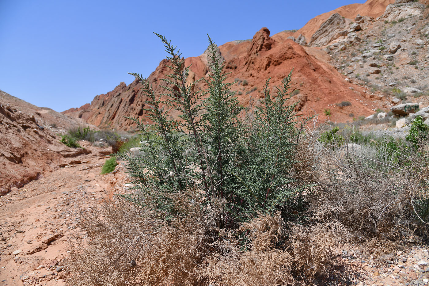 Изображение особи Salsola dendroides.