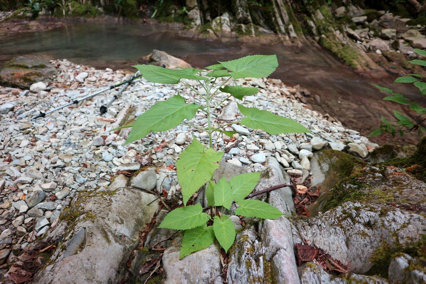 Изображение особи Salvia glutinosa.