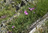 Dianthus vigoi. Цветущие и отцветающие растения в сообществе с Bupleurum ranunculoides. Испания, автономное сообщество Каталония, провинция Жирона, комарка Рипольес, муниципалитет Мольо, плато в окр. горного приюта les Saleres de Caderget (1720 м н.у.м), скальный выход на субальпийском лугу. 09.07.2023.