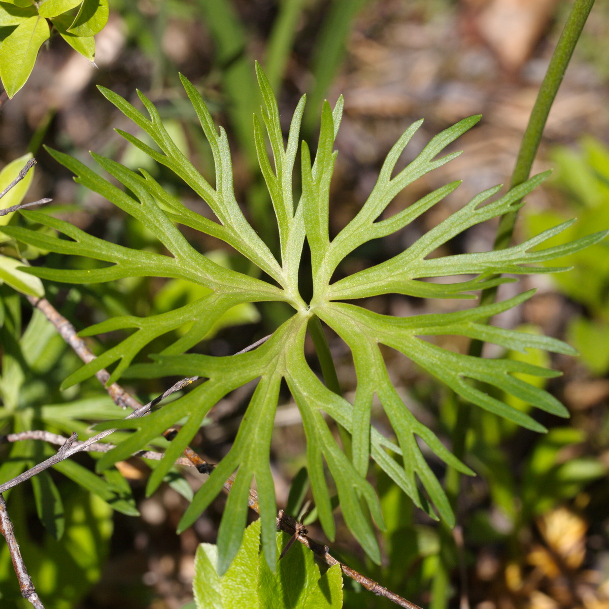 Image of Anemonastrum calvum specimen.
