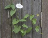 Calystegia sepium