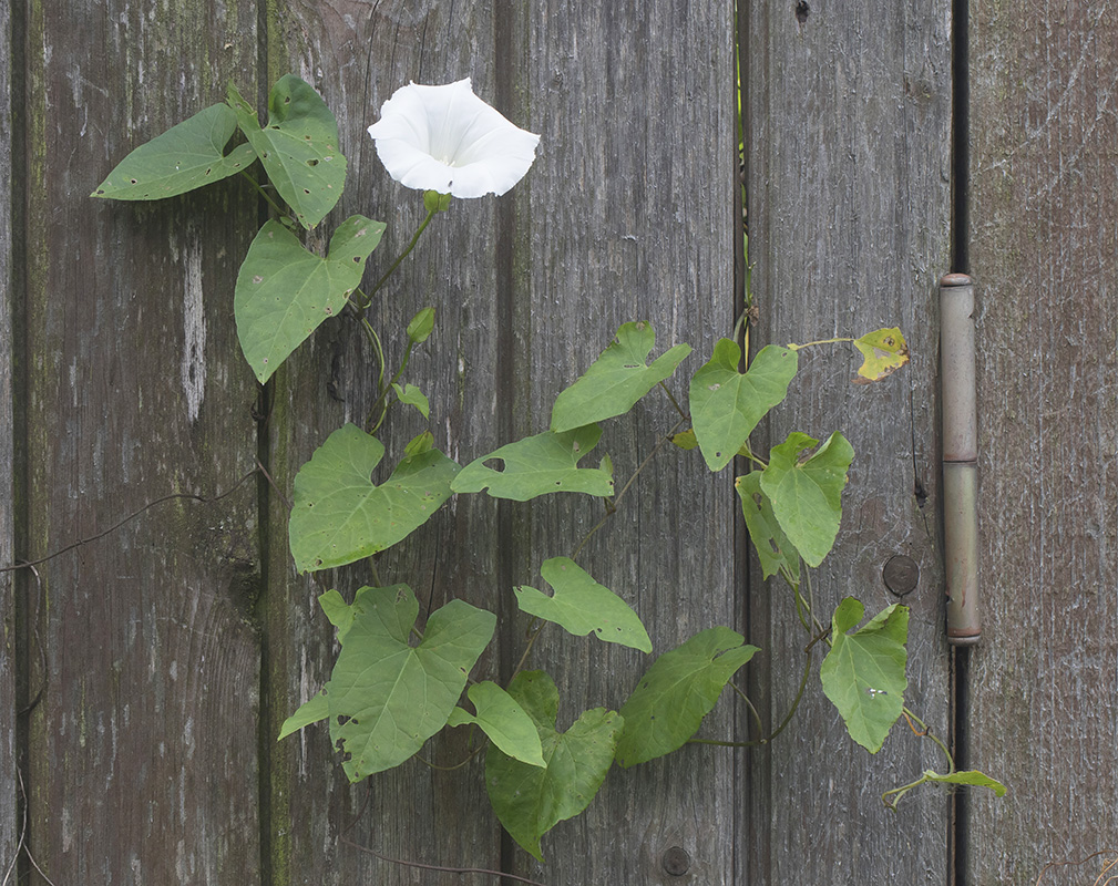 Image of Calystegia sepium specimen.