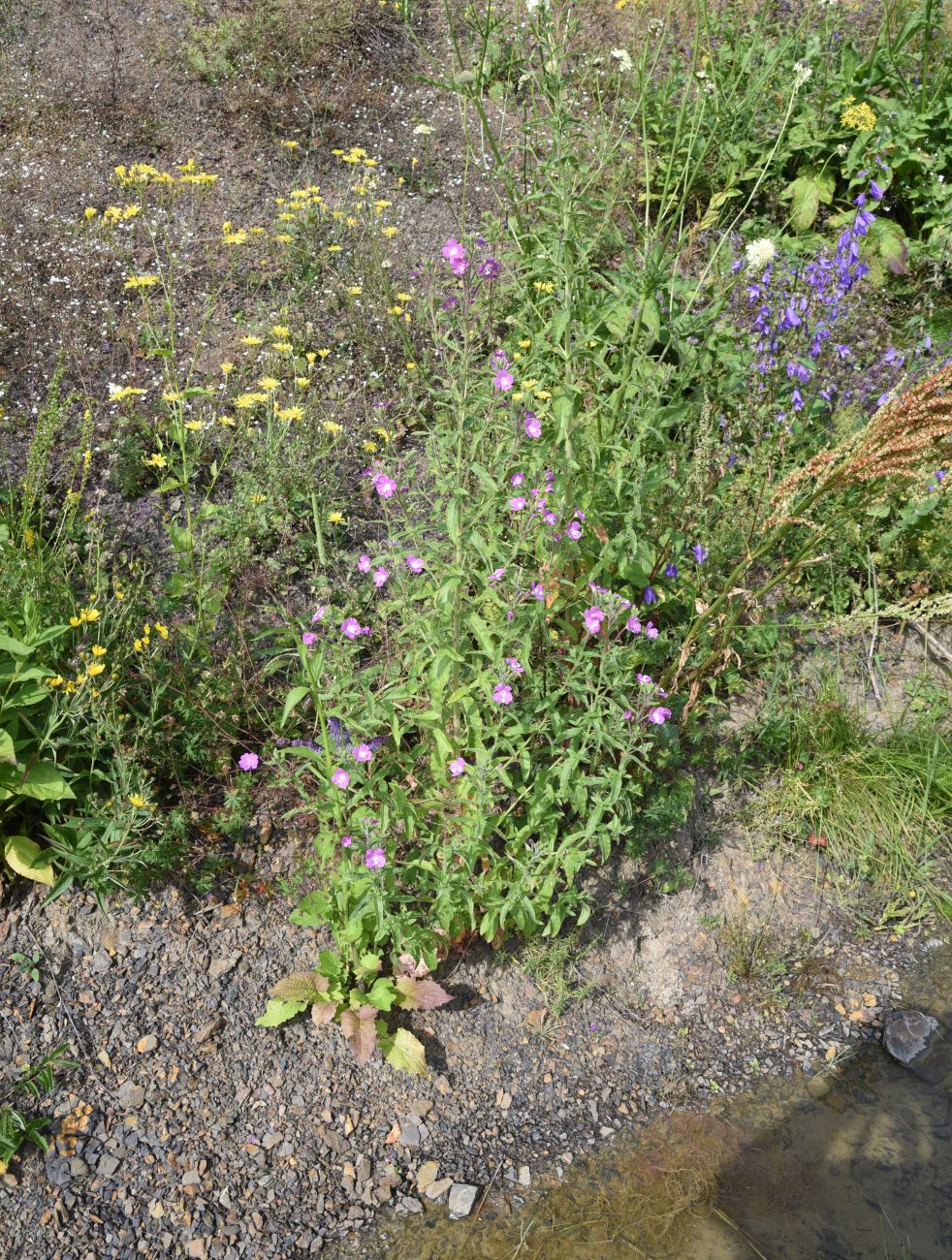 Изображение особи Epilobium hirsutum.