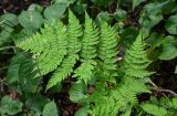 Dryopteris expansa