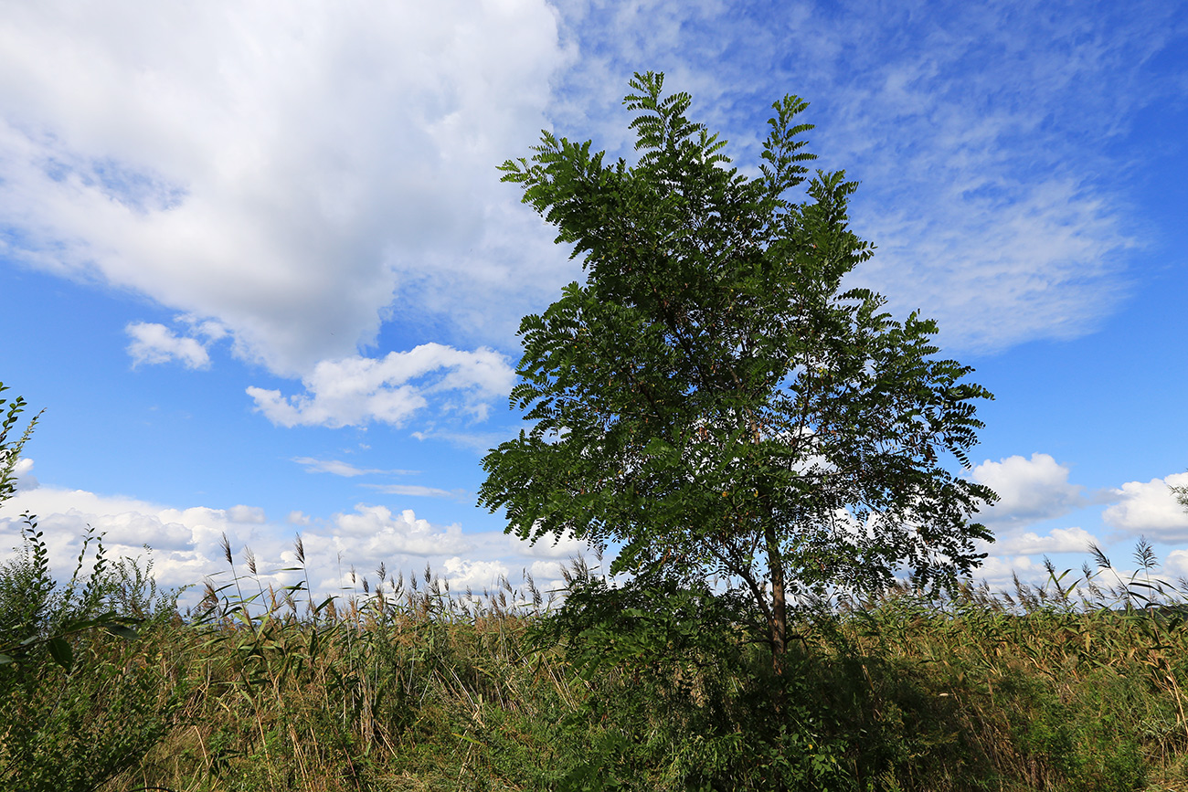 Image of Robinia pseudoacacia specimen.