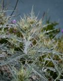 Cirsium argillosum