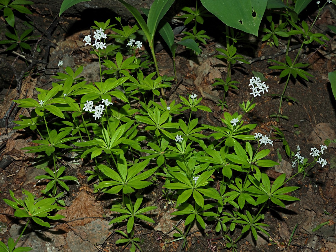 Image of Galium odoratum specimen.