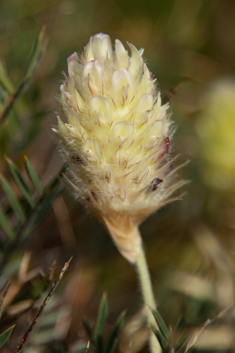 Изображение особи Astragalus lagurus.