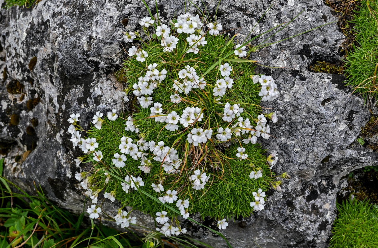 Изображение особи Gypsophila tenuifolia.