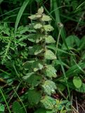 Ajuga orientalis