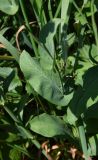 Bupleurum longifolium ssp. aureum
