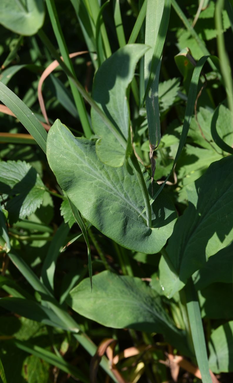 Изображение особи Bupleurum longifolium ssp. aureum.