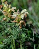 Pedicularis sibirica. Верхушки побегов с соцветиями. Хакасия, Орджоникидзевский р-н, долина р. Сарала, луг. 09.06.2022.