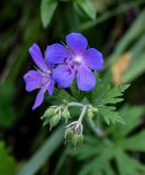 Geranium pratense. Цветки и соцветия с бутонами. Оренбургская обл., Кувандыкский гор. округ, Карагай-Губерлинское ущелье, луговой склон. 04.07.2023.