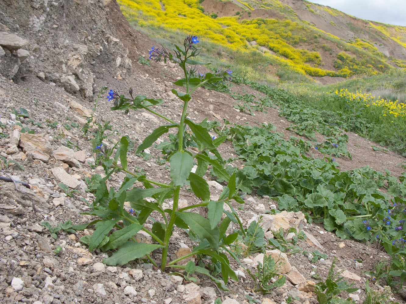 Изображение особи Anchusa pusilla.