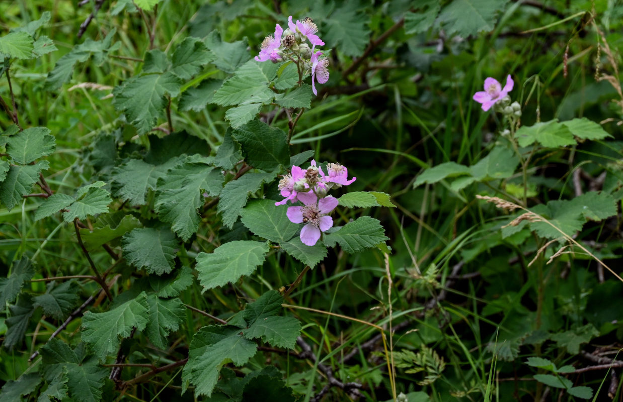 Image of Rubus sanctus specimen.