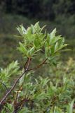 Salix phylicifolia