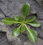 Campanula paradoxa. Вегетирующее растение. Абхазия, Гудаутский р-н, Рицинский реликтовый национальный парк, долина р. Юпшара, скальный обрывистый склон. 13.04.2024.