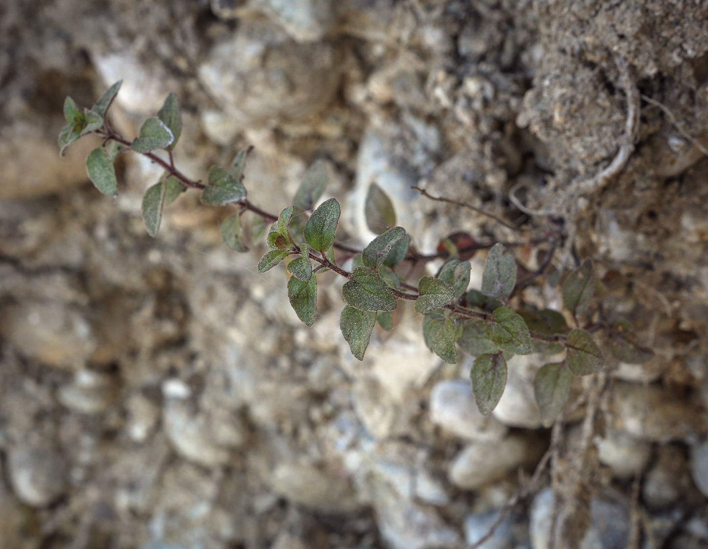 Image of genus Clinopodium specimen.