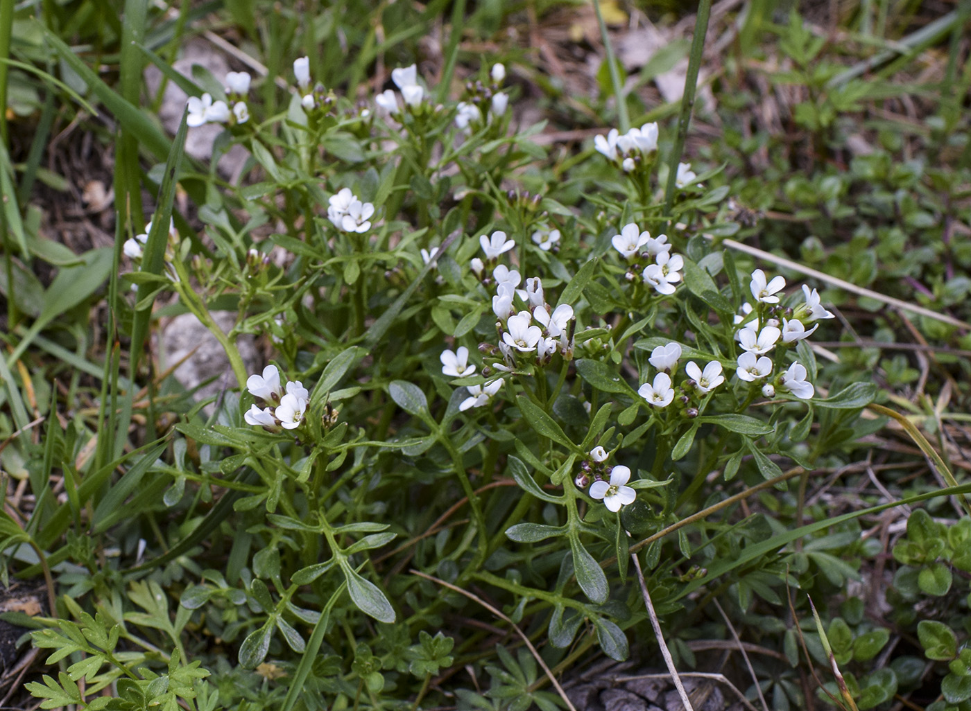 Изображение особи Cardamine resedifolia.